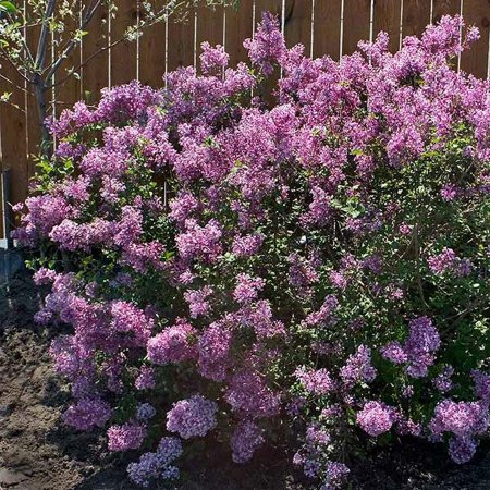 Bloomerang® Purple Reblooming Lilac Shrub - Cannot Ship to AZ