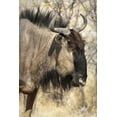 thumbnail image 2 of Kaveney, Wendy 23x32 Black Ornate Wood Framed with Double Matting Museum Art Print Titled - Side Wildebeest face, Etosha NP, Namibia, 2 of 4