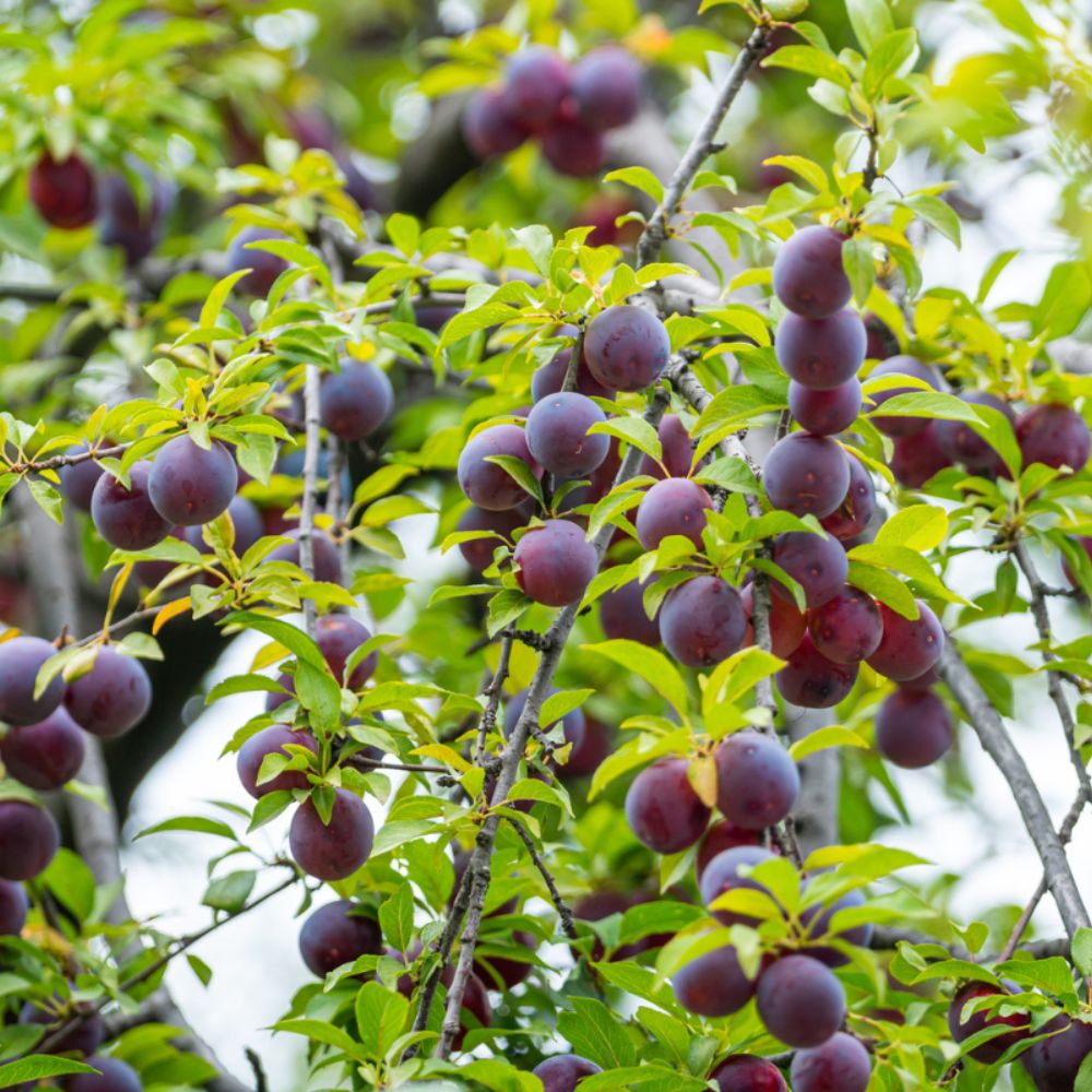 Expert Gardener 3-4 ft. tall Buck's Late Plum Live Tree in 7- Gallon Grower Pot