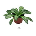 thumbnail image 2 of BubbleBlooms 4" Assorted African Violets Live Plants in 4" Plastic Pots (5 Count), 2 of 3