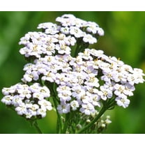 White Yarrow Seeds –200 Seeds. 100% Pure Non-GMO Seeds for Herbal Gardens. Vibrant and Easy-to-Grow Garden Blooms - Vibrant Blooms: Produce Large, Eye-catching Flowers.