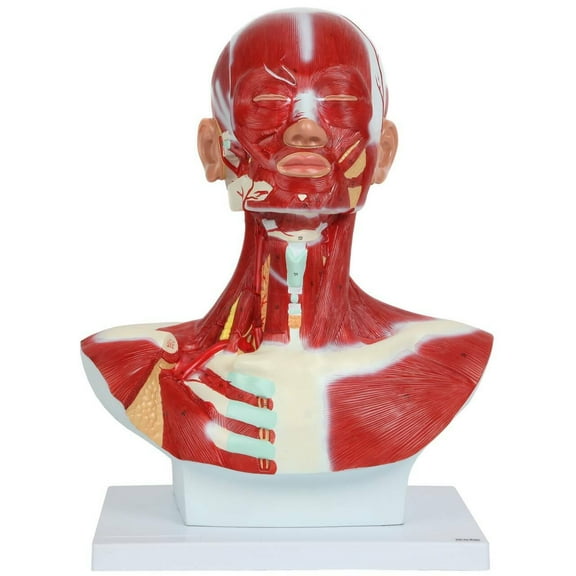 Axis Scientific Complete Human Head and Neck Anatomy Model with Superficial Muscles and Vasculature - Human anatomy system miniature, scientific anatomy model, demonstration skill educational model
