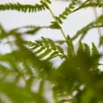 thumbnail image 2 of Expert Gardener Southern Wood Fern (2.5 Quart) Semi-Evergreen Perennial with Lush Green Foliage - Part Sun Live Outdoor Plant, 2 of 8
