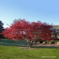 Expert Gardener 1.5-2 ft tall Red Japanese Maple Live Tree in 3-Gallon ...