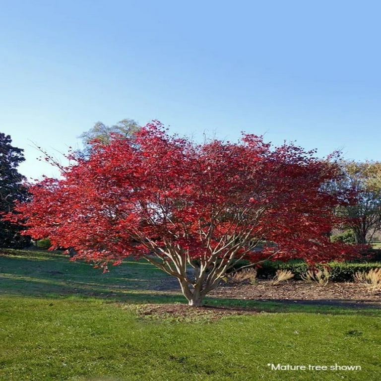 Expert Gardener 1.5-2 ft tall Red Japanese Maple Live Tree in 3