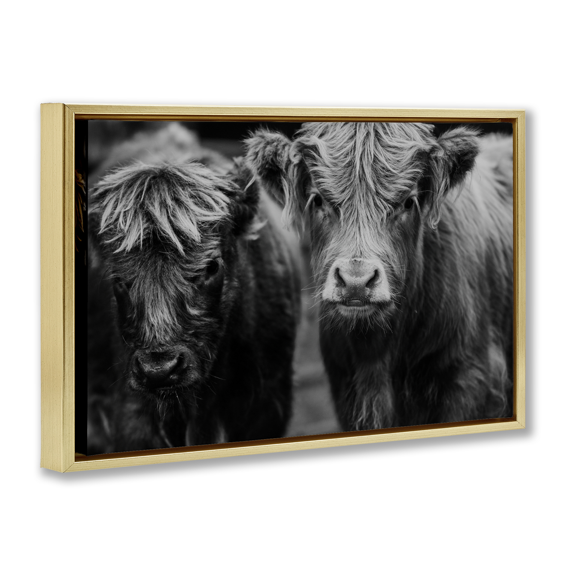 Cow Faces on Farm Gold Framed Floater Canvas Wall Art, design by Amy Carroll