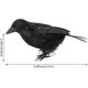 thumbnail image 2 of 6Pcs Scary Halloween Crow Decorations Realistic Looking Black Feathered Bird Party Accessories Home Decors, 2 of 4