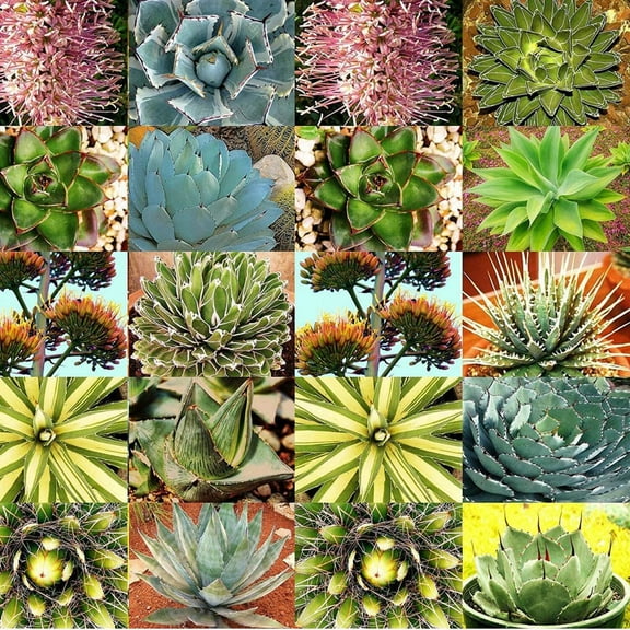 Agave Species Seed Mix for Planting - 30 Seeds - Grow Mixed Species Agave - Ships from Iowa, USA