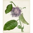 thumbnail image 2 of Vision Studio  26x30 Black Ornate Wood Framed with Double Matting Museum Art Print Titled - Vintage Passionflower I, 2 of 4