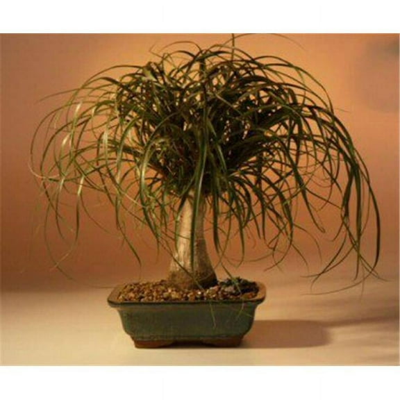 Bonsai Boy c1230 Ponytail Palm Tree - Beaucamea Recurvata - Large