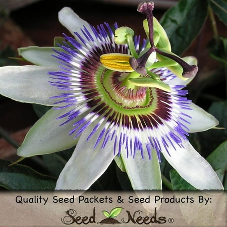 Blue Passion Vine - Packet of 100 Seeds, Royal Blue Passion Flower (Passiflora caerulea) Open Pollinated Seeds by Seed Needs