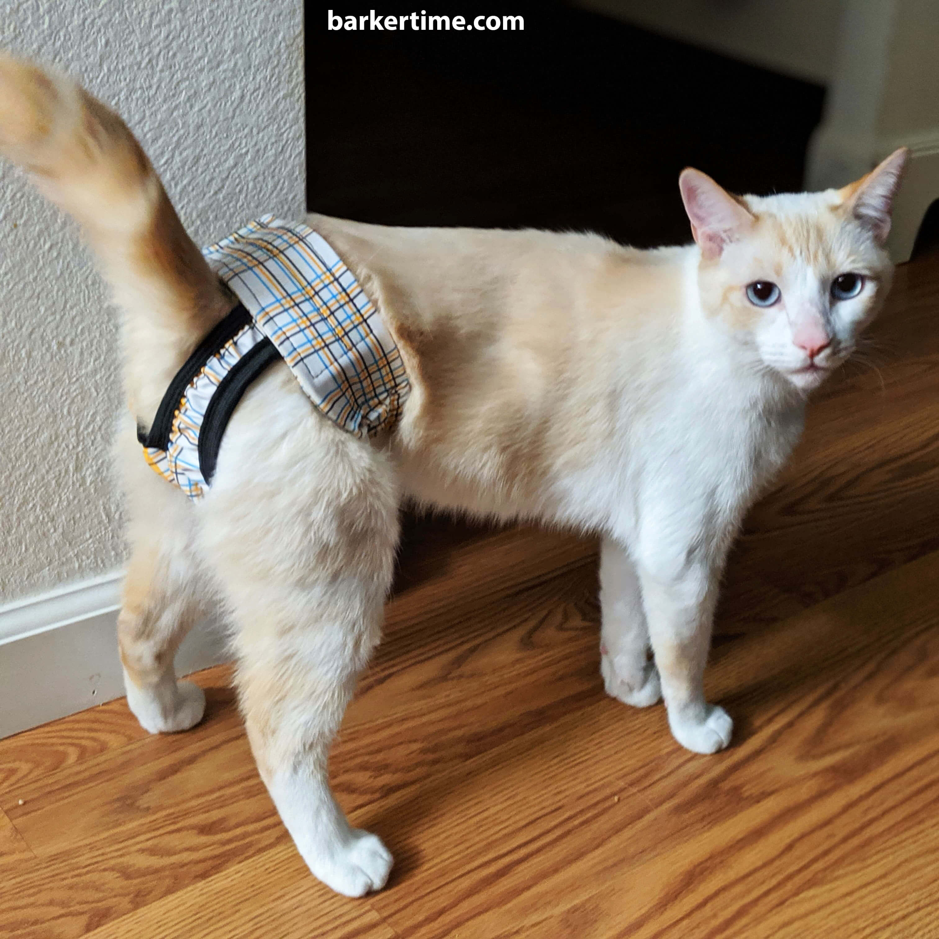 Barkertime Blue and Yellow Plaid Cat Diaper Pull-up