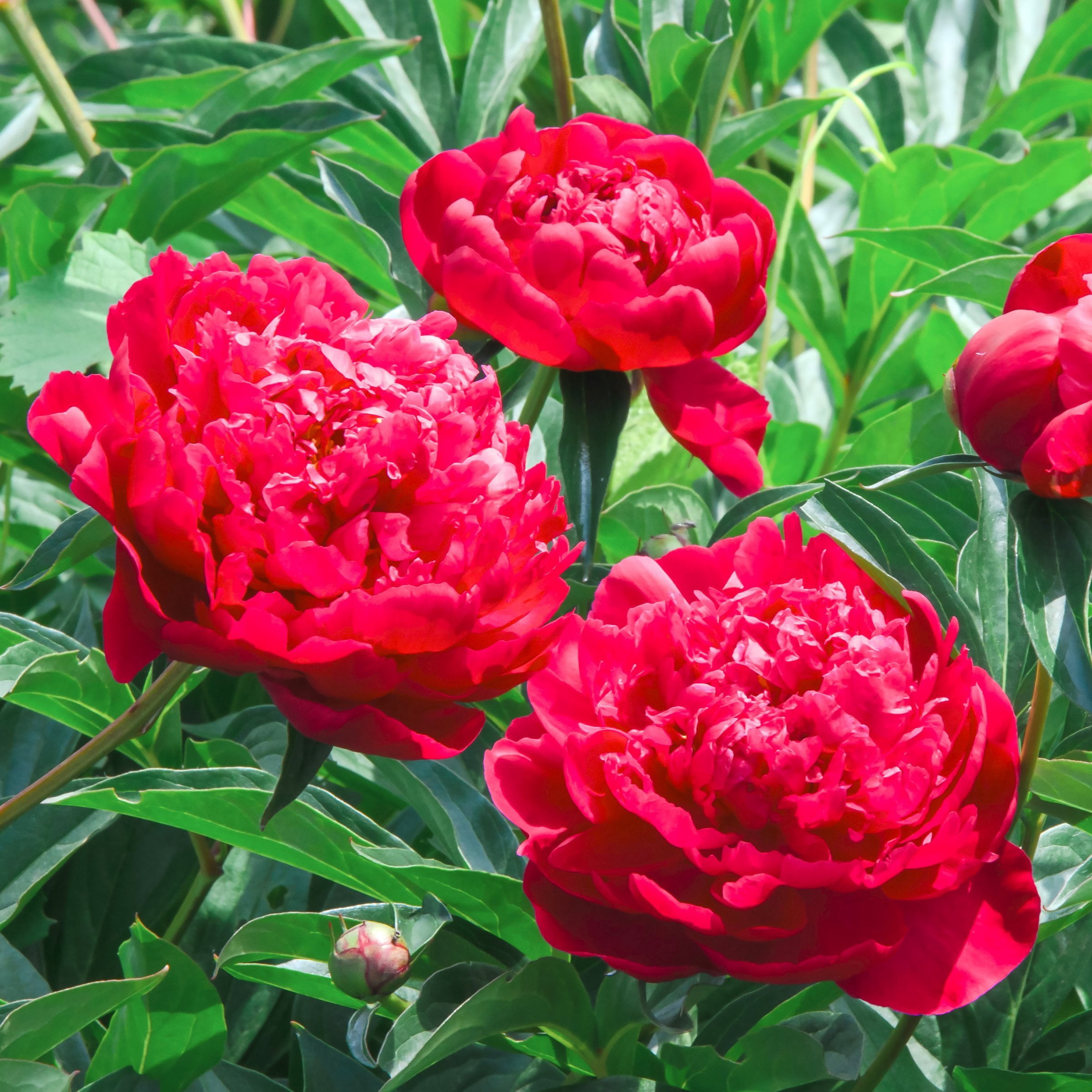 National Plant Network Peony Bulbs Red Blooming (3-Pack)