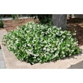 thumbnail image 5 of Confederate Jasmine Plants  6 Live 4 Inch Pots  Trachelospermum Jasminoides  Flowering Vine  Outdoor Garden, 5 of 8