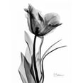 thumbnail image 2 of Koetsier, Albert 12x14 White Modern Wood Framed Museum Art Print Titled - Single Tulip in BandW, 2 of 4