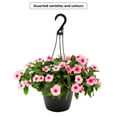 thumbnail image 1 of Panier Suspendu D'Annuelles #1,5G, Assorties, 1 of 2