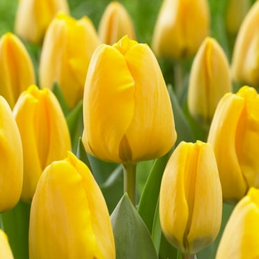 Van Zyverden Tulips Golden Apeldoorn Set of 25 Bulbs Yellow Part Sun