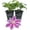 2 Plants, variant on Clematis Dr. Rupple - Live Starter Plant in a 2 Inch Grower Pot - Clematis 'Dr. Rupple' - Starter Plants Ready for The Garden - Beautiful Deep Pink Bloom Flowering Vine