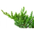 thumbnail image 6 of Juniper Procumbens Nana - 3 Live Plants - Drought Tolerant Evergreen Groundcover - Great for Bonsai, 6 of 9