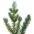 thumbnail image 4 of Northlight Blue Spruce Unlit Artificial Christmas Wreath, 4 of 7
