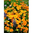 thumbnail image 2 of Welling, Dave 15x18 Gold Ornate Wood Framed with Double Matting Museum Art Print Titled - CA, Gorman Field of poppies and Lupines, 2 of 4