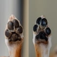 thumbnail image 4 of Simply Sage Calendula Dog Paw Balm, 4 of 7