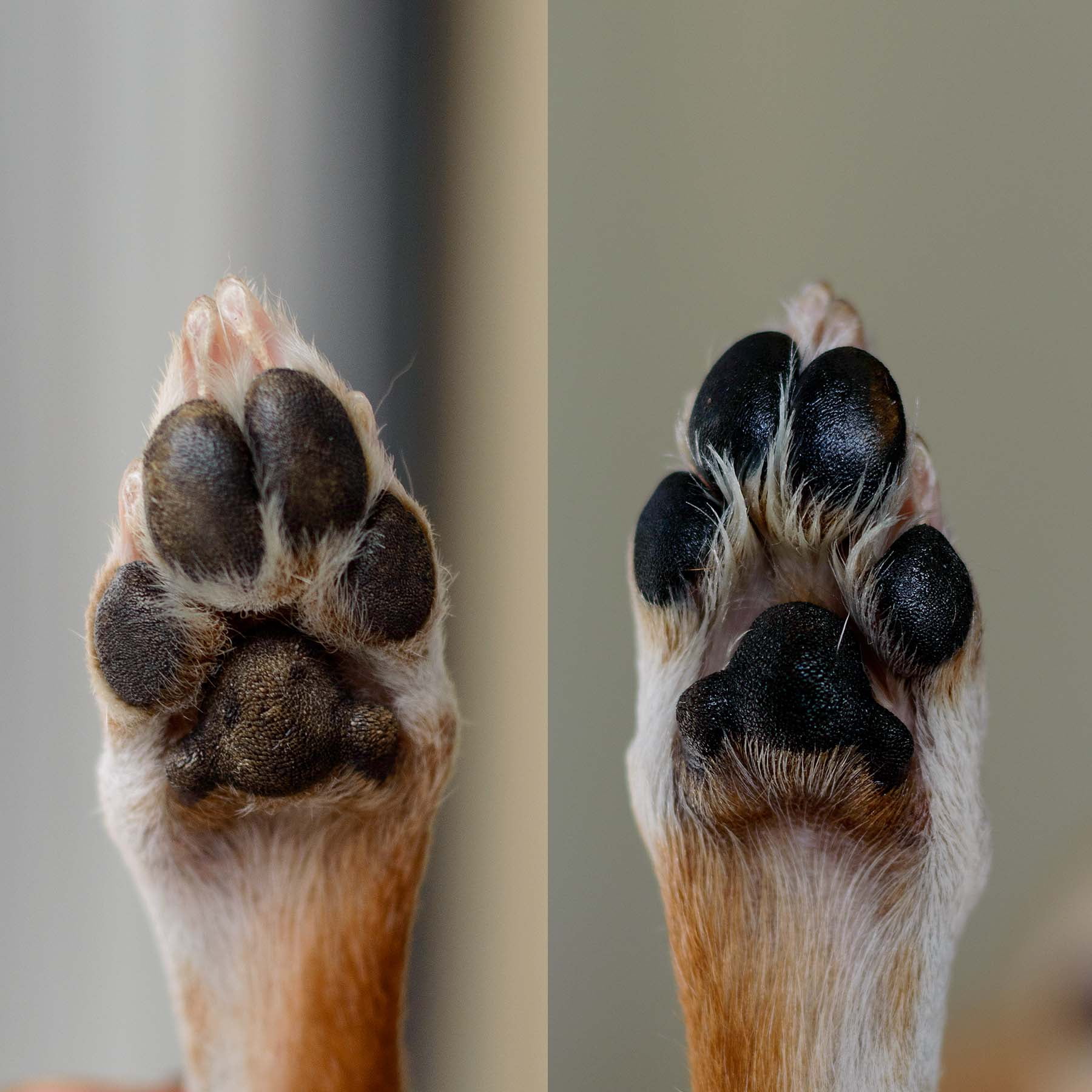 Hot spot on paw pad sales