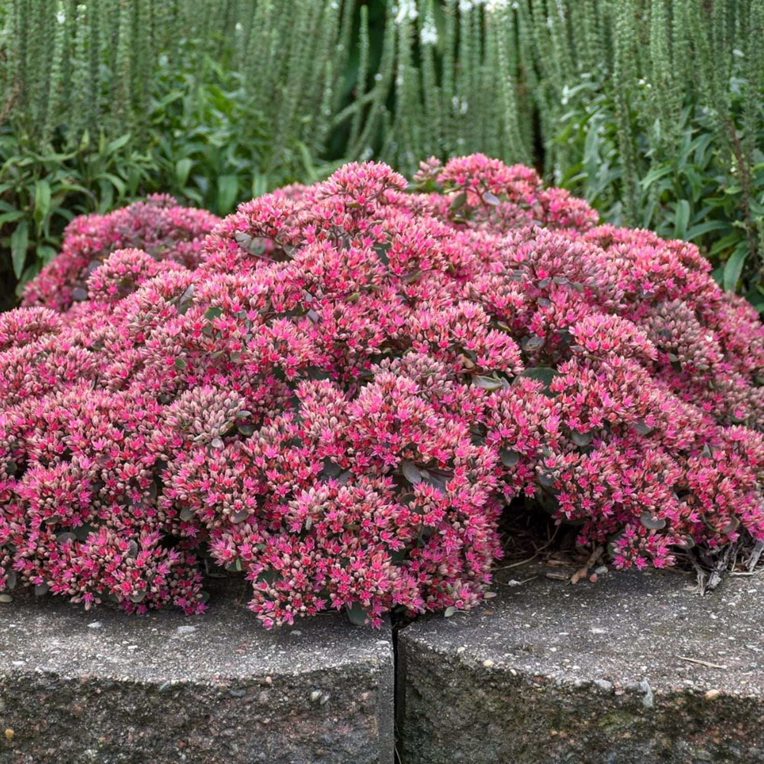 Proven Winners 5" Pink Rock 'N Round 'Popstar' Stonecrop Live Plant in 4.5" Pot (4 Count)