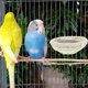 thumbnail image 4 of BRIGHTFUFU Nido Para Pájaros Con Para Balcones Y, 4 of 6