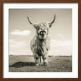 thumbnail image 2 of Close up portrait of Scottish Highland cattle on a farm, Animals Framed Art Print Wall Art by Mark Gemmell Sold by Art.Com, 2 of 5