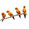 thumbnail image 2 of Parrots Perch White Wall Decal by Wallmonkeys Peel and Stick Graphic (24 in W x 14 in H) WM298516, 2 of 4