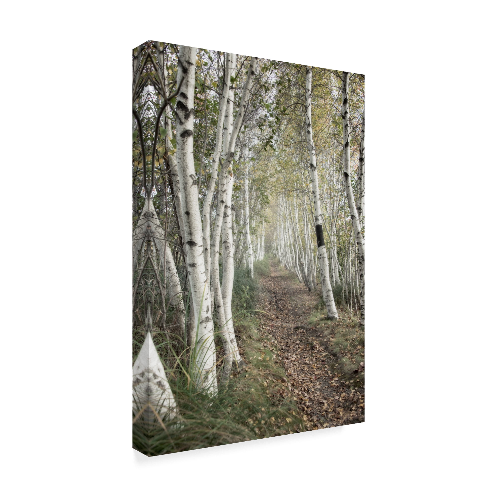 Trademark Fine Art 'Birch Trail' Canvas Art by Natalie Mikaels