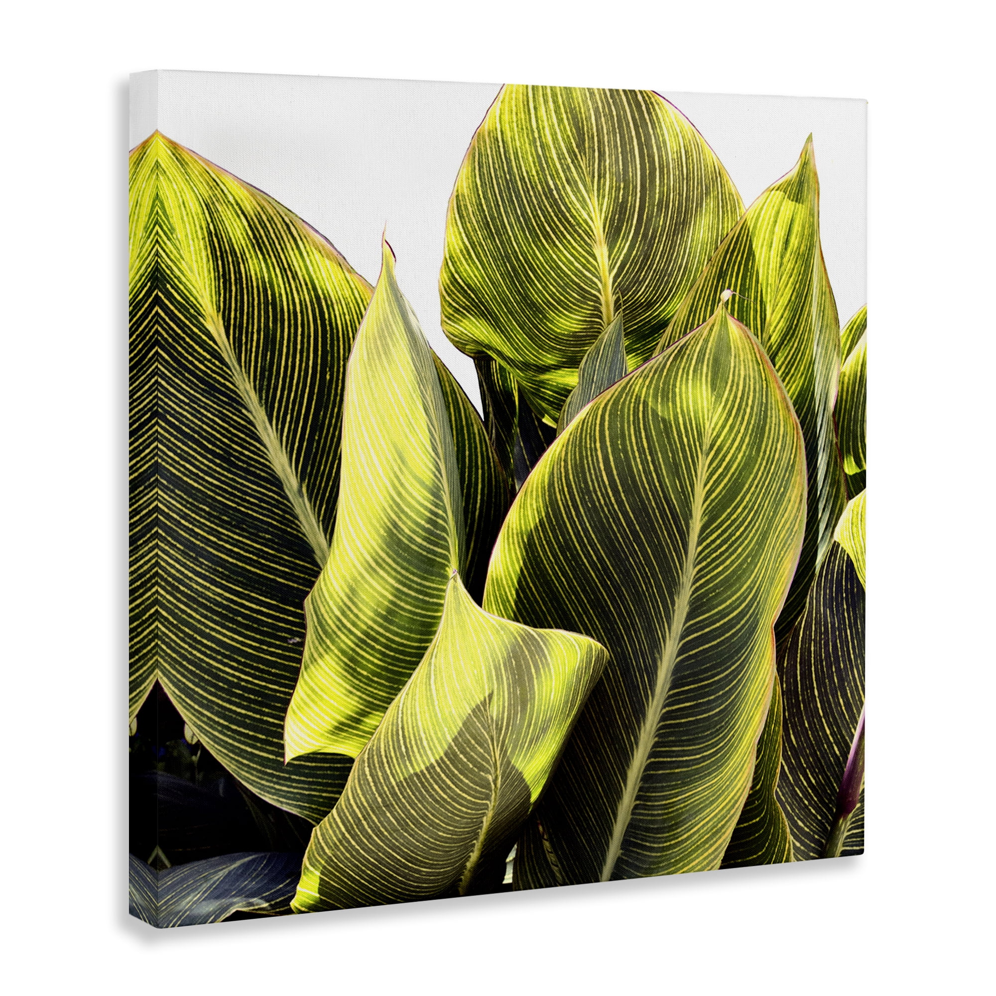 Stupell Industries Bright Tropical Leaves Botanical & Floral Painting Gallery Wrapped Canvas Art Print Wall Art, 36 x 36