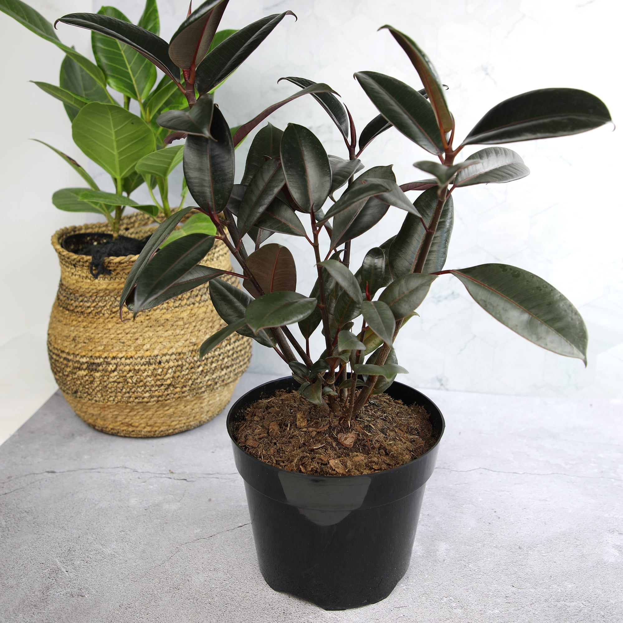 Ficus 'Burgundy' Rubber Tree Houseplant | 8in Grow Pot; Indirect Light | Element by Altman Plants