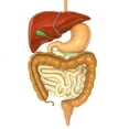 thumbnail image 2 of Digestive System Wall Decal by Wallmonkeys Peel and Stick Graphic (48 in H x 26 in W) WM221152, 2 of 4