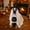 A, variant on Pet Halloween Ghost Cape 47.2 Inch - One Size Fits Most Cats Dogs with Eye Nose Openings for Cosplay Costume Party Dress Up