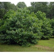 Paw Paw Trees - 2 Plants - Banana fruit - Asimina triloba - PawPaw - 3.25 Pot