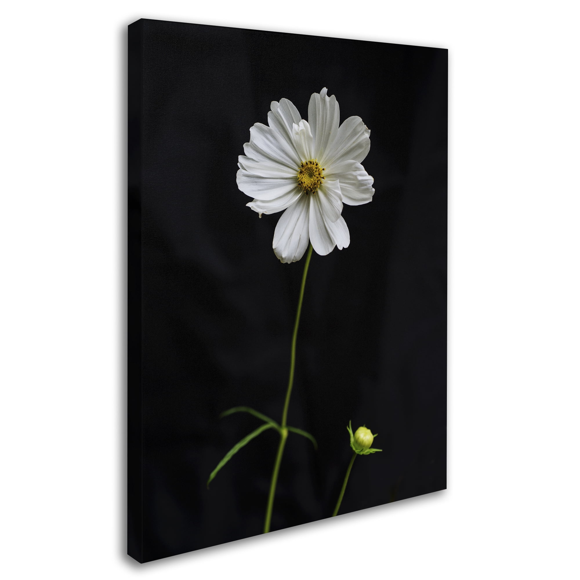 Trademark Fine Art "White Cosmos on Black" Canvas Art by Kurt Shaffer