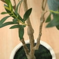 thumbnail image 4 of DR.Planzen Natural Look 72 in Olive Tree Artificial Trees in White Planter, 4 of 8