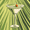 Light Green Martini, variant on Yayeee Garden Flag 12" x 18" Double Sided Outdoor Yard Lawn Holiday Decorations, Colorful Martini
