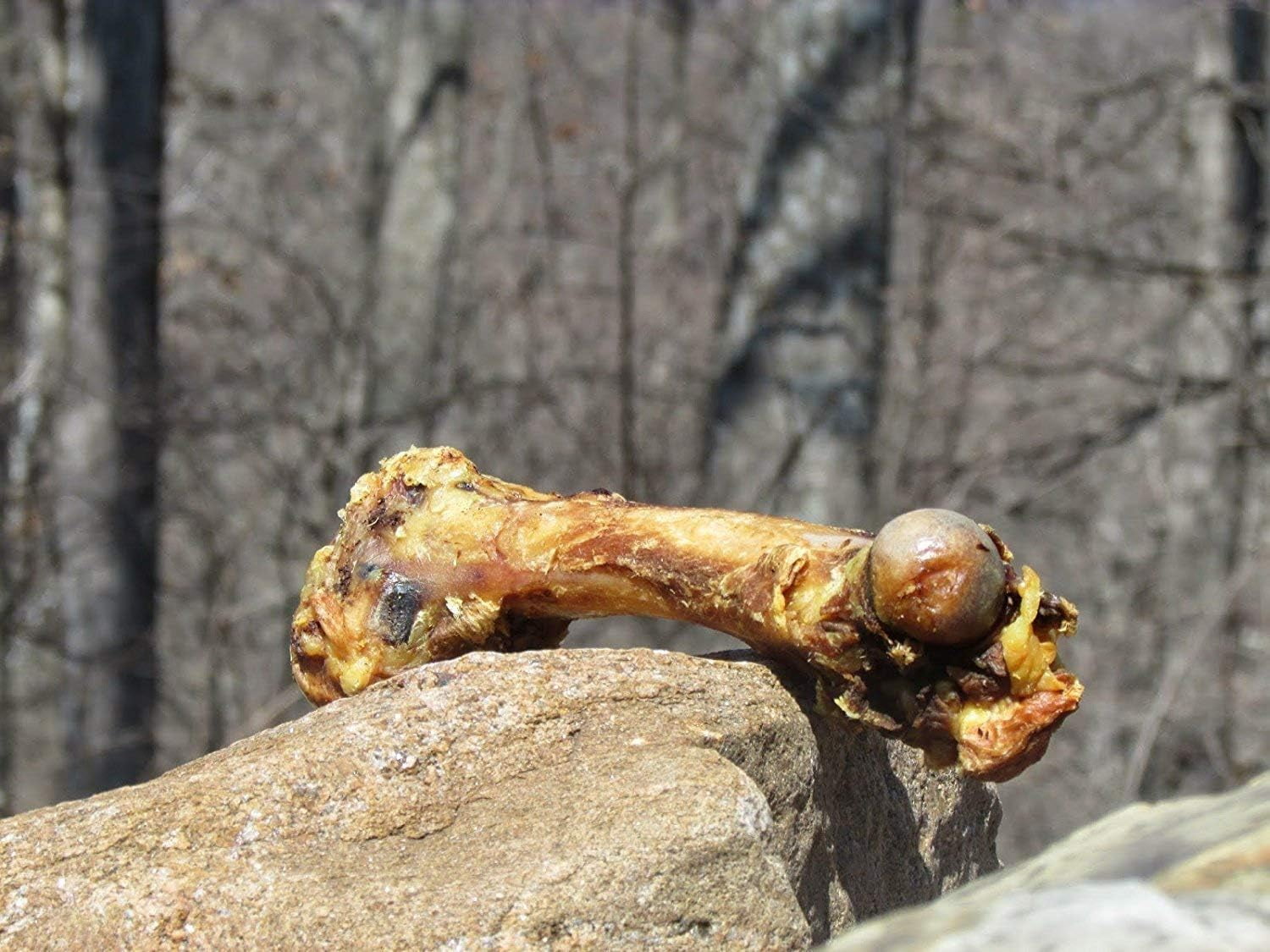 EcoKind Dog Bone Giant Femur Bone for Dogs | 1 Bone | Long Lasting Mammoth Dog Bones for Aggressive Chewers, Rawhide Free Healthy Dog Treat, Large Bones, Digestible Dog Chews
