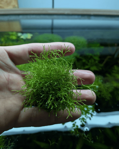 Riccia Fluitans Live Aquarium Plant 2x2 Inch – Crystalwort Floating Moss for Freshwater Fish Tank