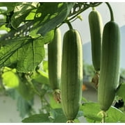 Luffa Sponge Gourd Seeds/ Annual/ Full Sun/ 70 Seeds 1/4 Ounce/ Zellajake Farm and Garden - B47