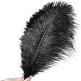 thumbnail image 2 of MesaSe Lot de 20 Plumes d'Autruche Rouge Naturelles 8-10 Pouces pour Décorations DIY Mariage Centre de Table, 2 of 8