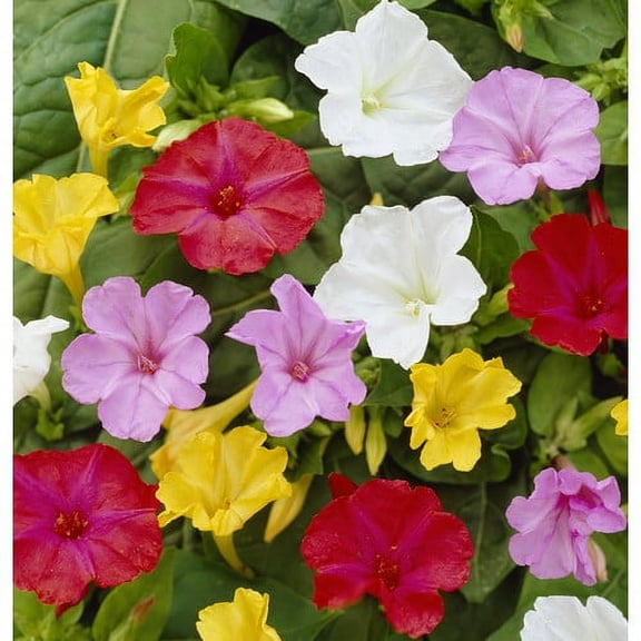 Van Zyverden Four O Clock's Mirabilis Jalapa Mixed 9 Bulbs Partial Sun Perennial Fragrant 1 lb