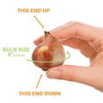 thumbnail image 5 of Garden State Bulb Darwin Hybrid Yellow Impression Tulip Flower Bulbs, 12/+ cm (Bag of 25), 5 of 8