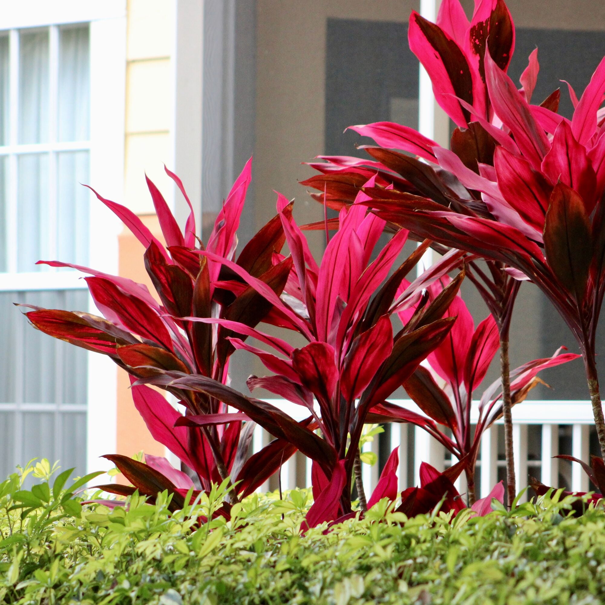 Expert Gardener Costa Farms Cordyline Live Outdoor Plant in 2 Gallon Grower Pot – Full Sun