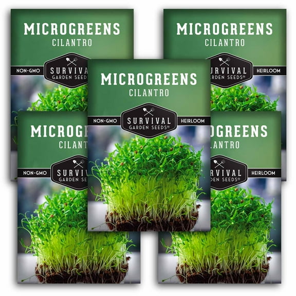 5 Packs Cilantro Microgreens Seeds - Non-GMO Heirloom Annual Full Sun Herb Seeds