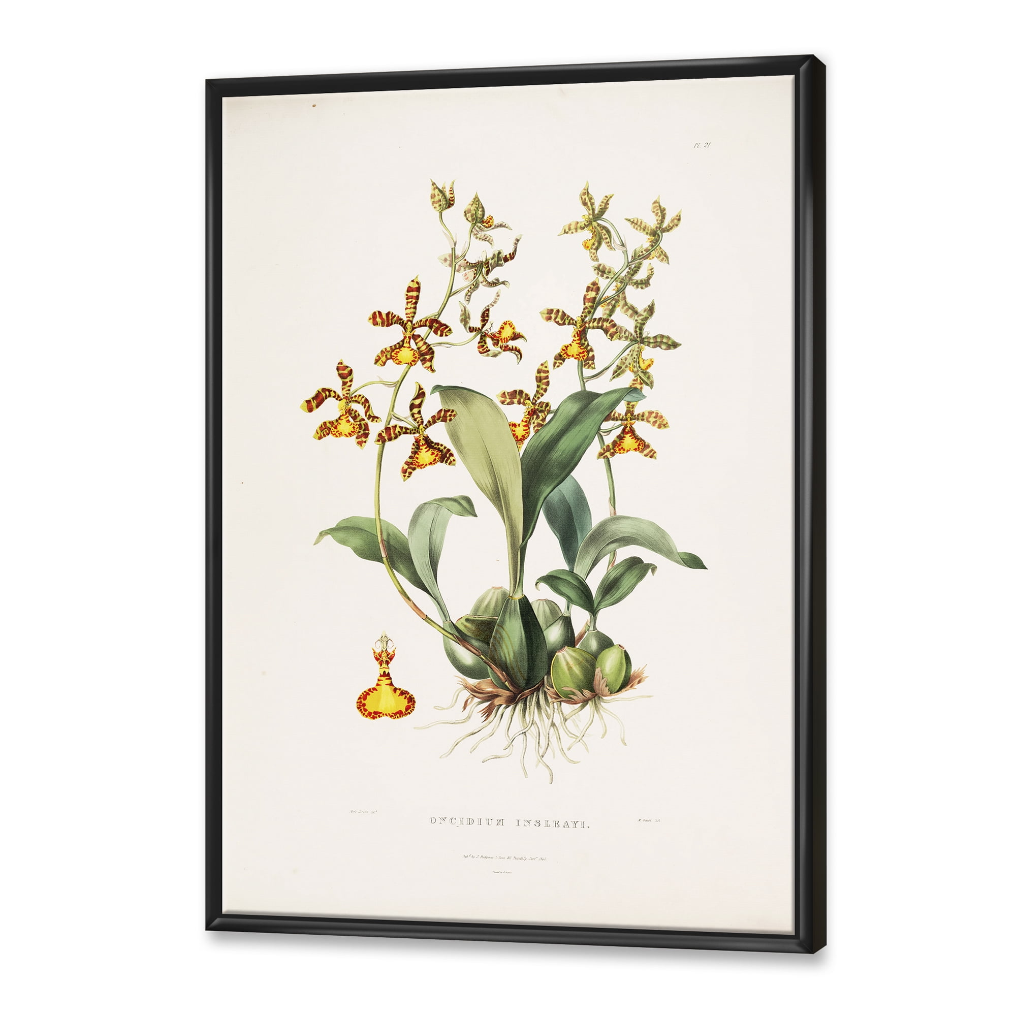 Designart 'Ancient Flower I' Traditional Framed Canvas Wall Art Print