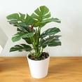 thumbnail image 3 of Plante Simulée Bonsaï Réaliste Décorative Plantes Artificielles en Pot d'Intérieur pour la Maison 61894, 3 of 4